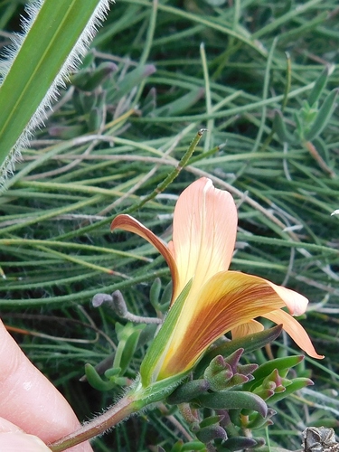 Romulea pilosa