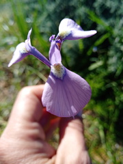 Moraea tripetala