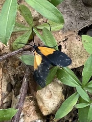Lycomorpha pholus