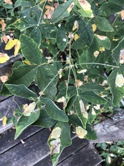 Laburnum anagyroides
