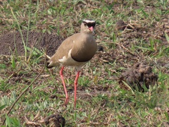 Vanellus coronatus