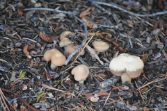 Agrocybe