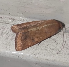 Helicoverpa armigera