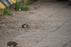 Passer domesticus