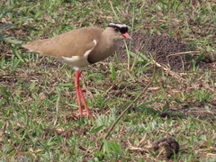 Vanellus coronatus