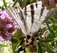 Iphiclides podalirius
