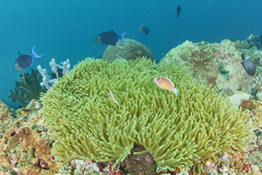 Heteractis magnifica