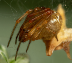 Parasteatoda