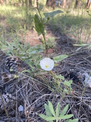 Convolvulus
