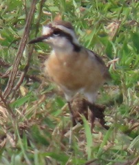 Charadrius pecuarius