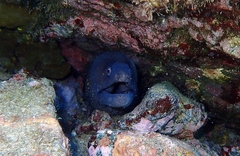 Muraena helena
