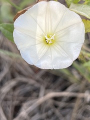 Convolvulus