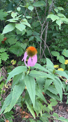 Echinacea purpurea