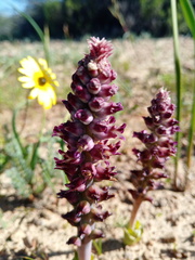 Lachenalia
