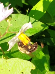 Bombus impatiens