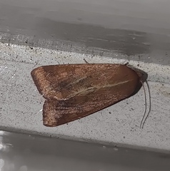 Helicoverpa armigera