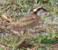 Charadrius pecuarius