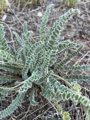 Astragalus mollissimus