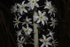 Drimia aphylla