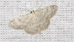 Idaea biselata