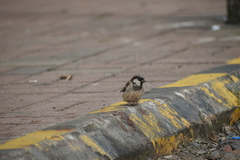 Passer domesticus