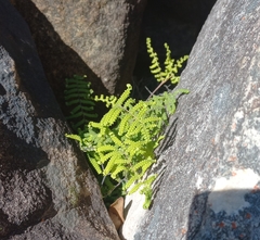 Gleichenia polypodioides