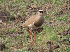 Vanellus coronatus