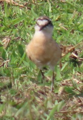 Charadrius pecuarius