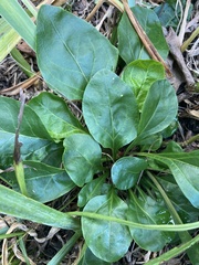 Solidago arguta