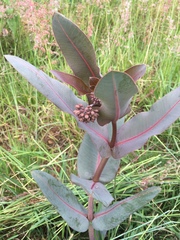 Asclepias glaucescens