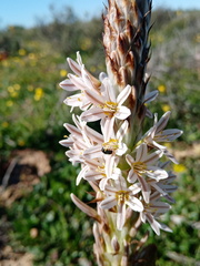 Trachyandra falcata