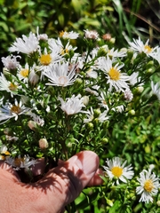 Symphyotrichum ericoides