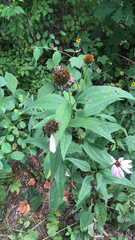 Echinacea purpurea