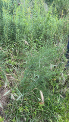 Elymus canadensis