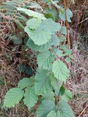 Corylus avellana