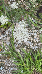 Daucus carota