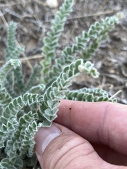 Astragalus mollissimus