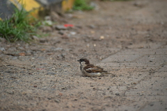 Passer domesticus