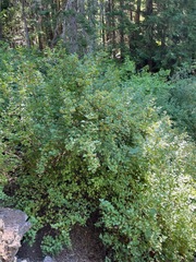 Physocarpus capitatus