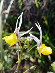 Nemesia cheiranthus