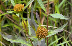 Bidens connata