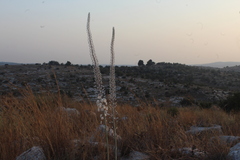 Drimia aphylla