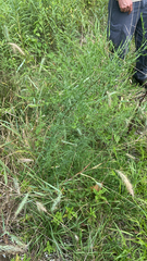 Elymus canadensis