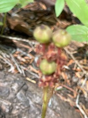 Chimaphila umbellata