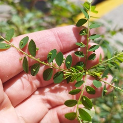 Phyllanthus tenellus