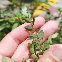 Phyllanthus tenellus