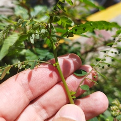 Phyllanthus tenellus