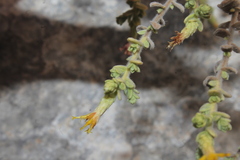 Chiliadenus iphionoides