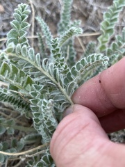 Astragalus mollissimus