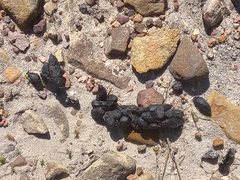 Hystrix africaeaustralis